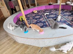 -萌宠亲子动物乐园(槐房万达店)