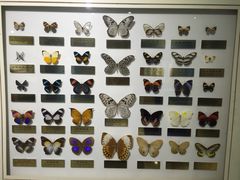 -上海昆虫博物馆