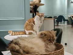 -安格丽娜·狗咖·猫咖羊驼咖(春熙路百盛商场店)
