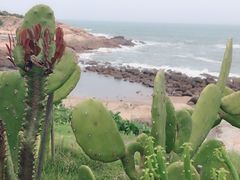 -广东惠东海龟国家级自然保护区