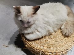 -猫儿山۰猫主题餐厅