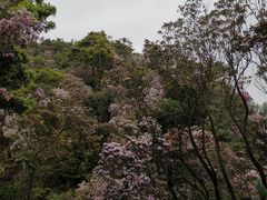-梧桐山风景名胜区