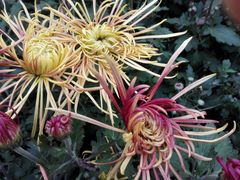 -廊坊文化艺术中心