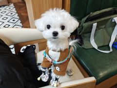 -MARSMART PETS火星宠物超市(1733店)