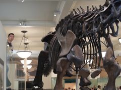 -美国自然历史博物馆