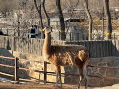 -石家庄市动物园