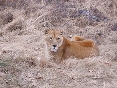 -西安秦岭野生动物园