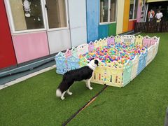 -汪说喵讲宠物乐园宠物酒店(红星美凯龙店)