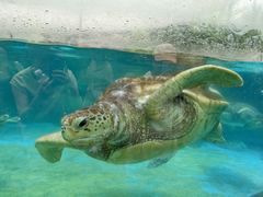 -海合安成都极地海洋公园