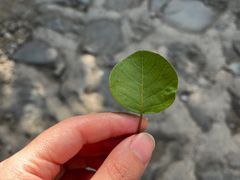 -北京鹫峰国家森林公园