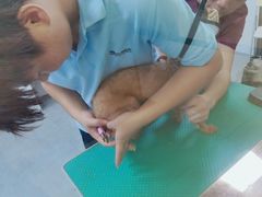 -瑞鹏宠物医院·骨科·猫科·内科(第一中心)