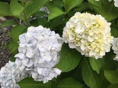 -小樽八音盒堂