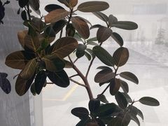 -海泰食府·新鲁菜·家宴(总部基地店)