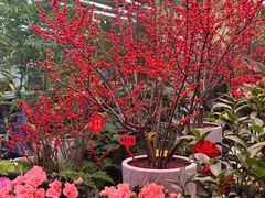 -长春青怡坊鲜花批发(青怡坊花鸟市场店)