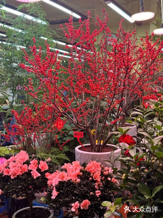 长春青怡坊鲜花批发(青怡坊花鸟市场店)图片