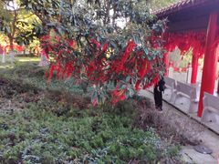 -开福禅寺