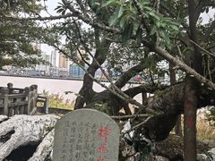 -江心屿景区
