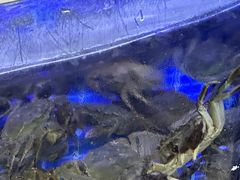 -黄记大闸蟹专卖店·活蟹·醉蟹