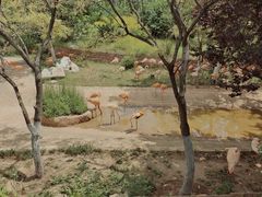 -大连森林动物园