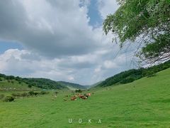 -关山草原