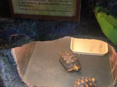 -上海大自然野生昆虫馆