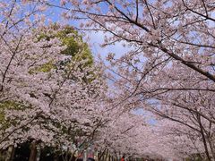 -高东镇樱花园