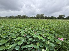 -羊亭河湿地公园