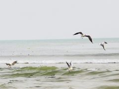 -青岛石老人海水浴场
