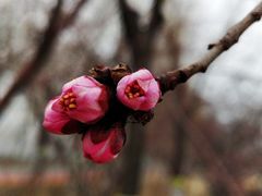 -大兴滨河森林公园