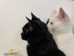 -Heymao猫咖.咖啡厅(东门店)