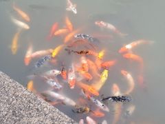 iphone_upload_pic-檀园
