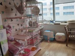 -Cappucimeow猫咪咖啡馆(韦伯时代店)