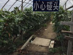 -马陆小张葡萄园农家乐