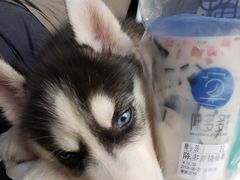 -陈多多·豆腐奶茶(前锋路店)