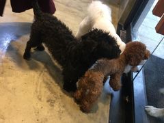 -八公叔叔宠物美容连锁(春申店)