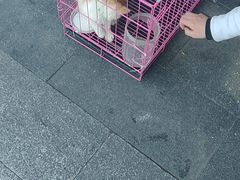 -成都天府丽都喜来登饭店