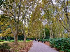 -上海共青森林公园