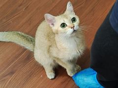 -楼上猫咖(罗湖店)