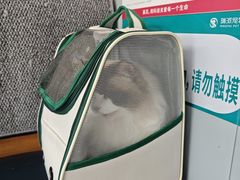 -伟伟宠物医院·瑞派猫友好医院·猫科(光谷店)