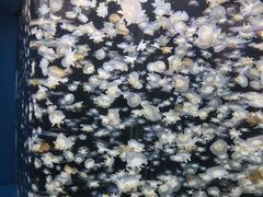 -太平洋海底世界