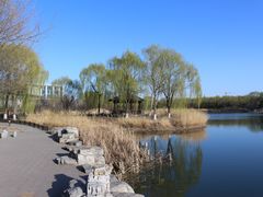 -大兴滨河森林公园