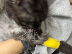 -谐和贝康宠物医院24小时·宠保定点(急重症转诊中心)