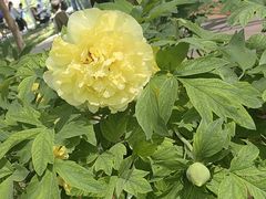 -洛阳市隋唐城遗址植物园
