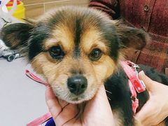 -爱侣宠医·鹦鹉专科·小型哺乳类·异宠专科(灵石路店)