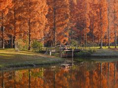 -黄海国家森林公园