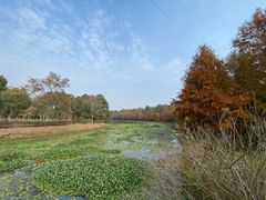 -上海海湾国家森林公园