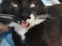 -伟伟宠物医院·CT影像中心·瑞派犬猫综合性门诊(汉口总院)