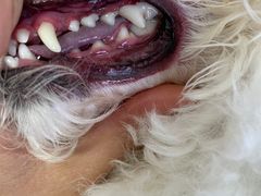 -小叮当动物医院·骨科·眼科