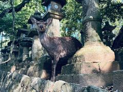 -奈良公园