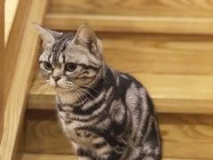 -藦茜花园宠物主题亲子互动体验馆(国顺东路店)